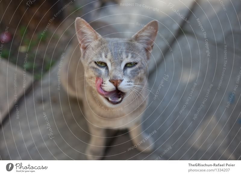 lecker Tier Haustier Katze 1 grau rosa schwarz weiß Lebewesen Kuscheln Zähne Ohr Zunge Auge Pfote Fell weich Streicheln lutschen Essen Farbfoto Außenaufnahme