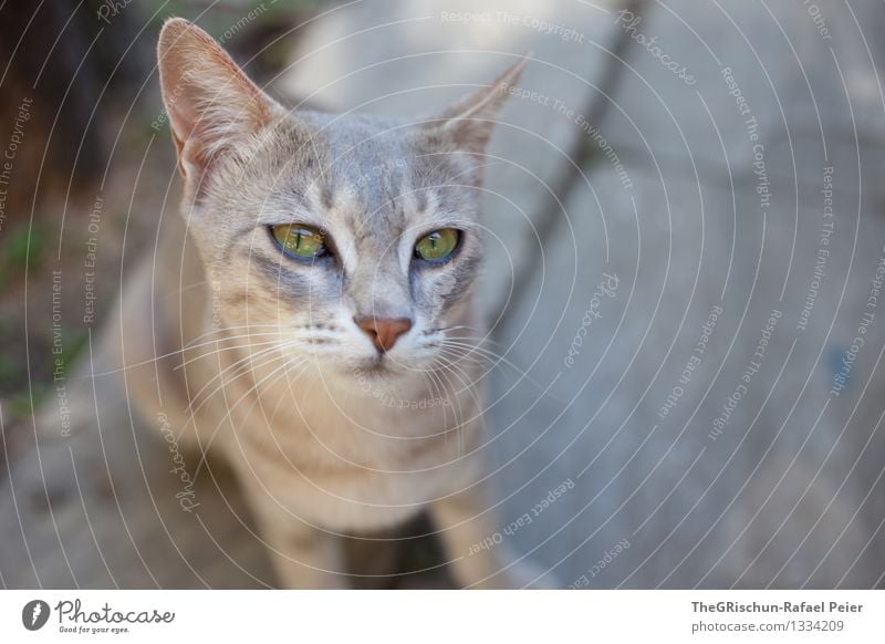 Sweet Tier Katze 1 braun grau grün rosa schwarz silber weiß Fell Auge Schnauze Ohr Fellfarbe niedlich Streicheln Haustier sanft Neugier anstrengen schön