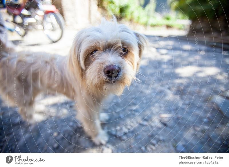 le petite chien Tier Haustier Hund 1 blau grau schwarz silber weiß Lebewesen Neugier Nase Schnauze vierbeiner Freundschaft Fell Haare & Frisuren herzlich Geruch