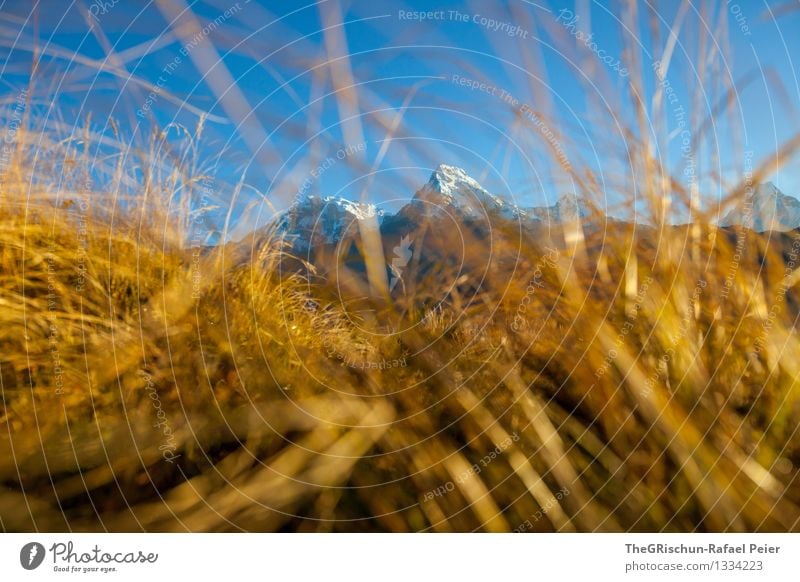 Goldiges Gras Umwelt Natur Landschaft blau braun gelb gold schwarz weiß niedlich Berge u. Gebirge Gipfel Wiese glänzend Beleuchtung Halm Nepal Aussicht Farbfoto