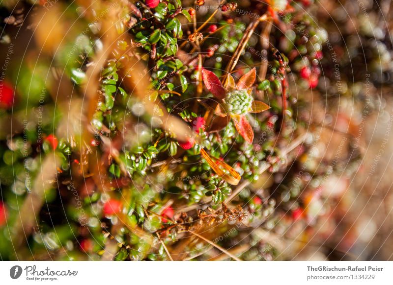 Detail Natur Pflanze mehrfarbig gelb grün rosa rot schwarz Detailaufnahme Grünpflanze Morgendämmerung Halm Kräuter & Gewürze Gras Tau Farbfoto Außenaufnahme