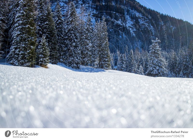 Winterzauber Umwelt Natur Landschaft Wasser blau braun grau grün schwarz weiß Schnee Kristalle Baum Wald Davos Schweiz glänzend kalt Farbfoto Außenaufnahme