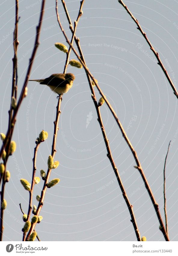 Der Mai ist gekommen... ruhig Schönes Wetter Tier Wildtier Vogel 1 Blühend Erholung Fröhlichkeit weich blau Zufriedenheit Frühlingsgefühle Warmherzigkeit