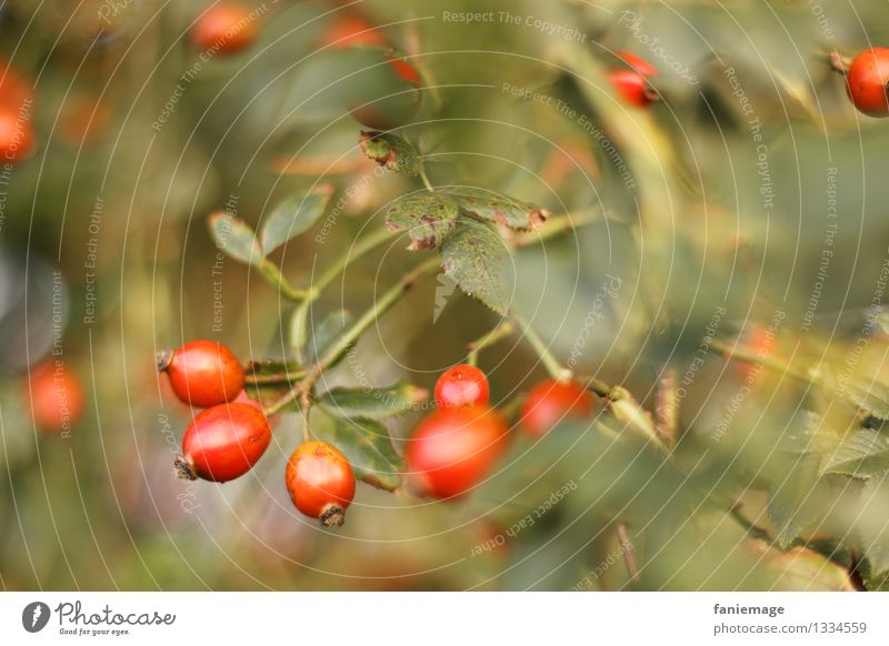 Hagebutten Natur Herbst Schönes Wetter Sträucher Garten Park schön Pflanzenteile Blatt Unterholz herbstlich Beeren Frucht rot Gold grün Grünschattierung