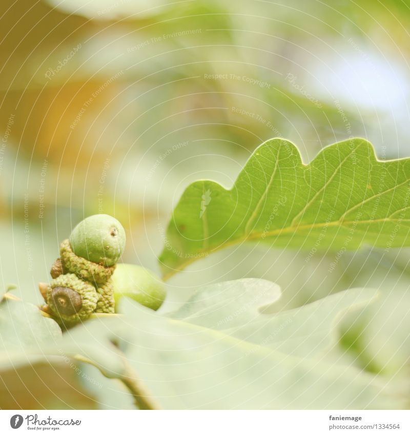 Eicheln Natur Herbst Pflanze Garten Park Wald schön Blatt Blattadern Frucht Nussfruchtstand frisch herbstlich ästhetisch Quadrat Baum grün hellgrün Warmes Licht