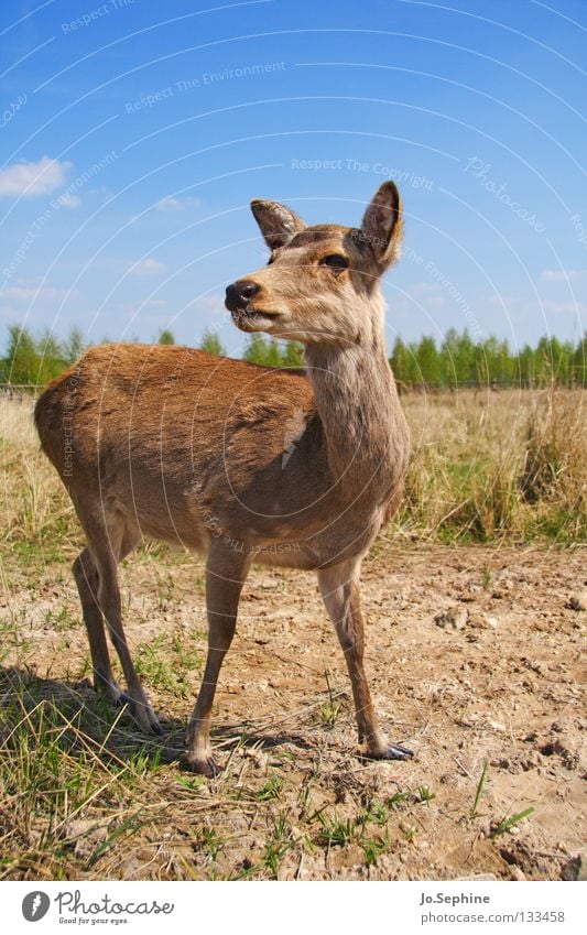 miezekatze Sommer Natur Tier Wildtier wild Vorsicht Schüchternheit Bambi Hirsche Reh Steppe Säugetier sika-hirsch zutraulich Dürre trocken Tierporträt braun