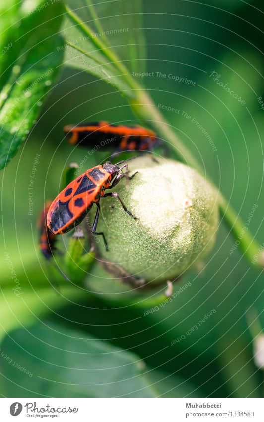 Firebug Natur Pflanze Tier Wetter Sträucher Käfer 3 beobachten rot Völlerei gefräßig firebug Feuerkäfer Grünpflanze mehrfarbig Nahaufnahme Tag