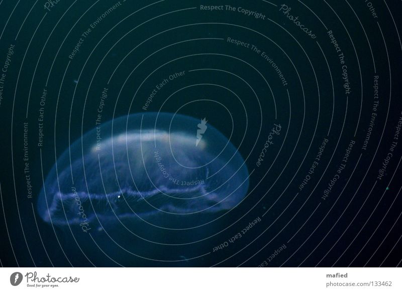 Ohrenqualle Qualle Schweben Meer weiß schwarz ohrenqualle aurelia aurita meduse nesselfäden Wasser blau Im Wasser treiben Freisteller Vor dunklem Hintergrund