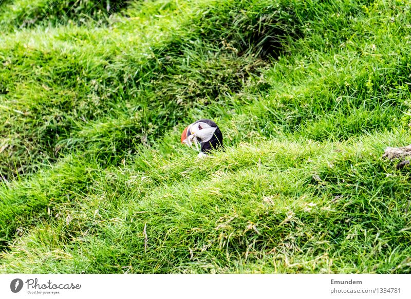 Papageitaucher III Tier Wildtier Vogel Tiergesicht 1 klein lustig niedlich Profil Farbfoto Außenaufnahme Menschenleer Textfreiraum links Textfreiraum rechts