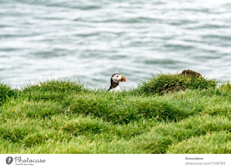 Papageitaucher II Meer Atlantik Insel Island Tier Wildtier Vogel Tiergesicht 1 Freundlichkeit lustig natürlich niedlich Farbfoto Außenaufnahme Textfreiraum oben