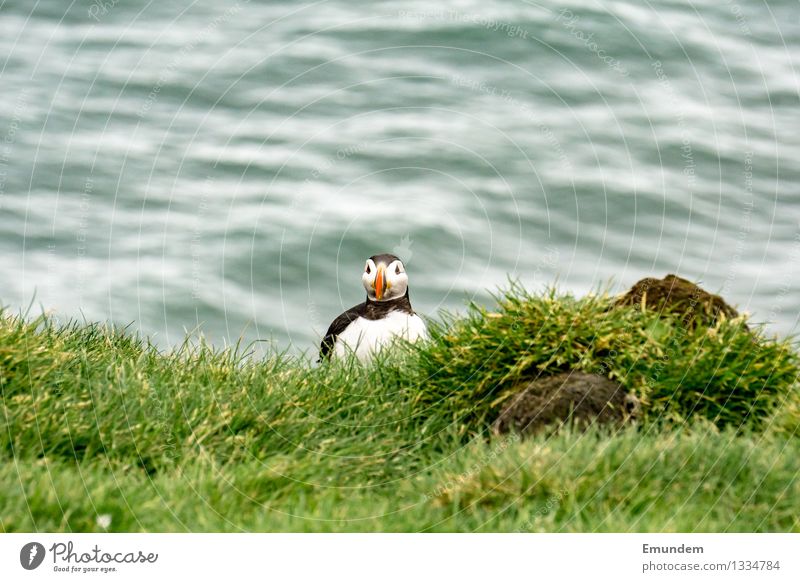 Papageitaucher V Umwelt Natur Tier Island Wildtier Vogel 1 Fröhlichkeit klein lustig niedlich Farbfoto Außenaufnahme Textfreiraum oben Tag Tierporträt Blick