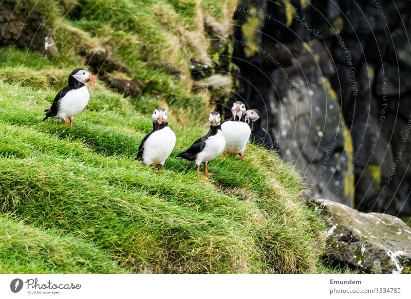 Papageitaucher IV Umwelt Natur Tier Island Wildtier Vogel Tiergruppe Freundlichkeit Fröhlichkeit lustig natürlich niedlich Farbfoto Außenaufnahme