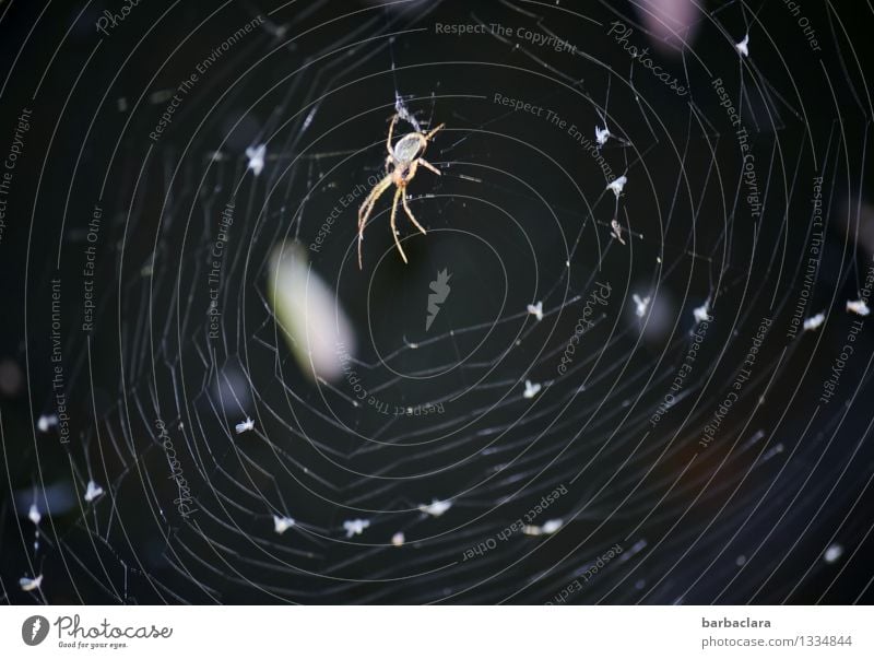 Halloween im Garten Natur Tier Luft Herbst Spinne 1 Spinnennetz Linie dunkel gruselig Stimmung Angst Leben Netzwerk Umwelt Gedeckte Farben Außenaufnahme Muster