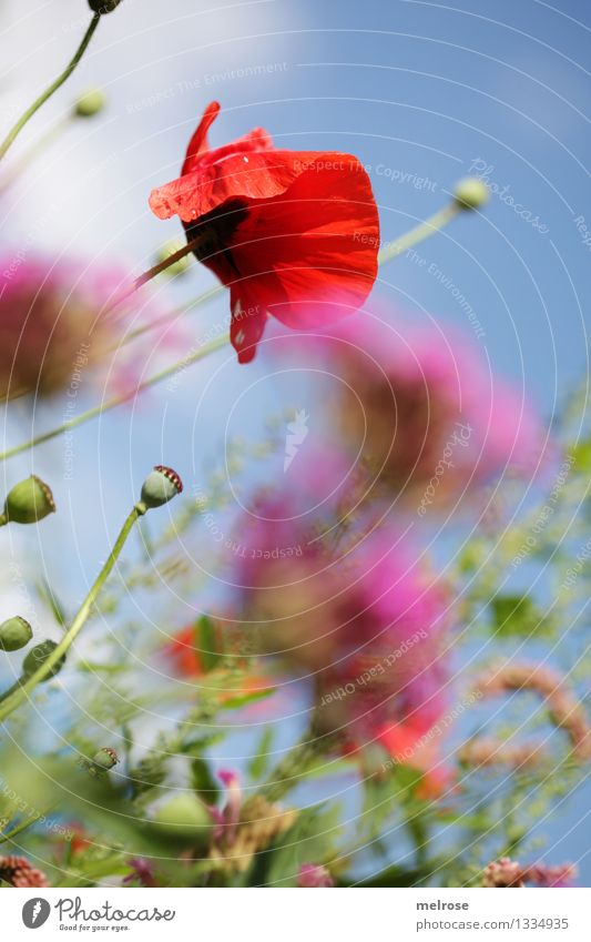 Mohn am Dienstag elegant Stil Natur Wolken Sommer Schönes Wetter Blüte Wildpflanze Topfpflanze Mohnblüte Klatschmohn Blütenstauden Blütenblatt Mohnkapseln Feld