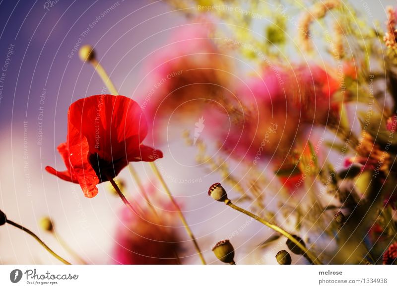 Mohntraum I elegant Stil Natur Pflanze Himmel Wolken Sommer Schönes Wetter Blume Sträucher Blüte Wildpflanze Topfpflanze Klatschmohn Mohnkapsel Gras Feld