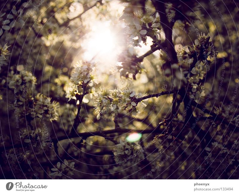 Ein weiterer Lichtblick Sträucher Blüte Wiese Unschärfe Frühling Hoffnung Sommer glänzend Baum Gegenlicht violett gelb Verlauf dunkel Blühend selektive schärfe