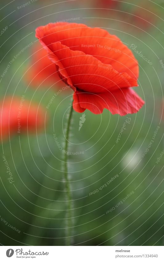 schlicht aber MOHN Lebensmittel Mohn Stil Design Natur Pflanze Sommer Schönes Wetter Blume Blüte Wildpflanze Topfpflanze Klatschmohn Blütenstengel Feld