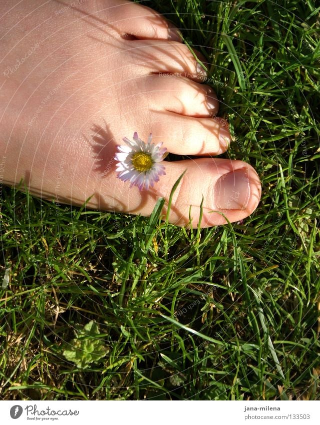 barfuß. Barfuß Gras grün grasgrün Sommer Frühling April Mai sommerlich Gänseblümchen Sonnenlicht Halm Zehen Zehennagel Morgen weich Physik Gesundheit Freude Fuß