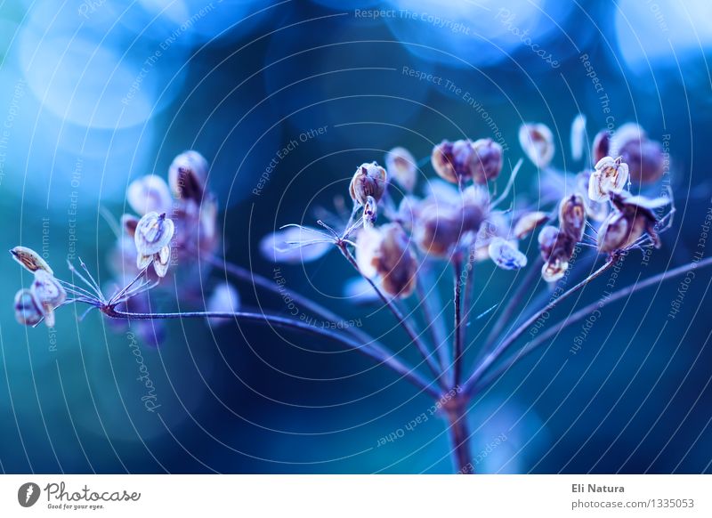 Blaue Stunde Natur Pflanze Sommer Herbst Blume Sträucher Grünpflanze Nutzpflanze Wildpflanze Park Wiese Feld Blühend verblüht ästhetisch schön wild blau braun