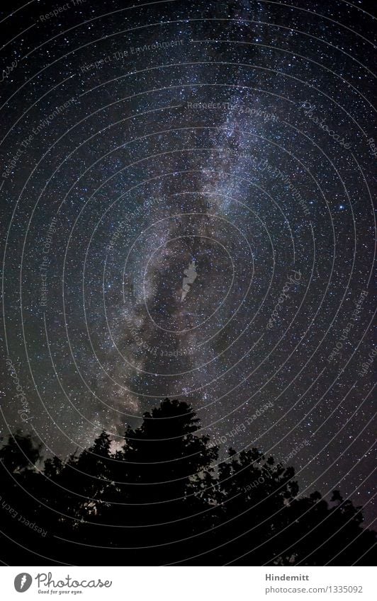 300 – Hoch oben Himmel Wolkenloser Himmel Nachthimmel Stern Herbst Schönes Wetter Baum stehen leuchten ästhetisch außergewöhnlich dunkel gigantisch