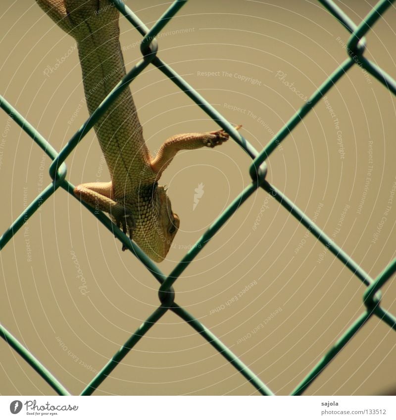 ausruhen Garten Tier festhalten lang grün Wachsamkeit Echsen Echte Eidechsen Agamen Reptil Asien Zaun Maschendraht Maschendrahtzaun Farbfoto Außenaufnahme