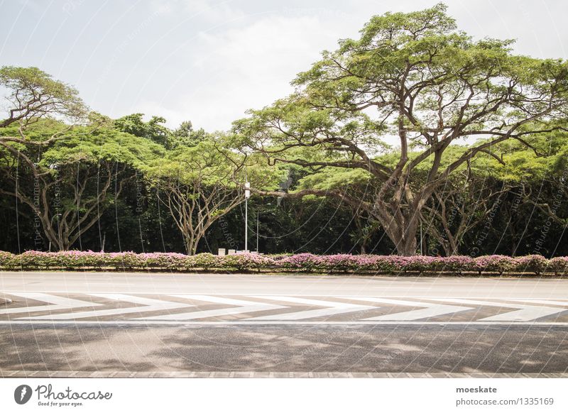 East Coast Park Singapore Wald Urwald grau grün Asien Straße Farbfoto Gedeckte Farben Außenaufnahme Menschenleer Textfreiraum oben Textfreiraum unten