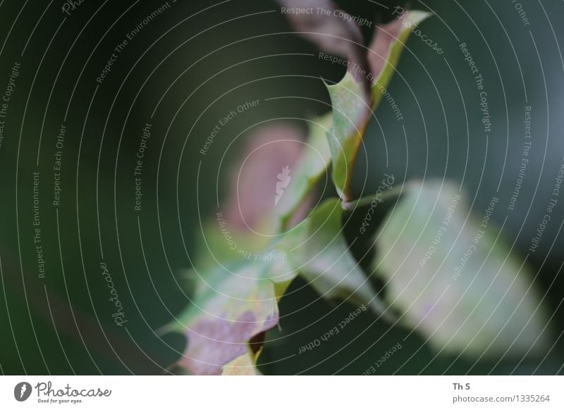 Herbst Natur Pflanze Blatt Bewegung verblüht ästhetisch authentisch einfach elegant natürlich braun grün Gelassenheit geduldig ruhig einzigartig harmonisch