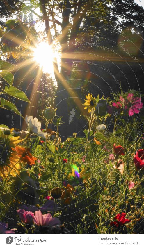 Heimkommen | und die Sonne geht auf Umwelt Natur Pflanze Sonnenaufgang Sonnenuntergang Sonnenlicht Sommer Schönes Wetter Baum Blume Gras Sträucher Blatt Blüte