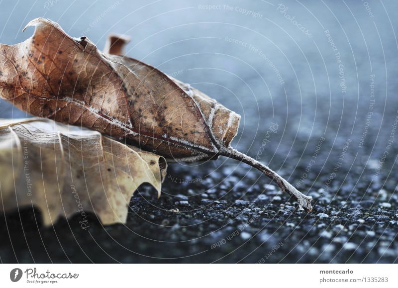 kalt | jahreszeit Umwelt Natur Pflanze Erde Herbst Winter Blatt Grünpflanze Wildpflanze dünn authentisch einfach einzigartig kaputt nah natürlich trist trocken