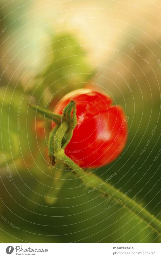 reif Lebensmittel Gemüse Strauchtomate Umwelt Natur Pflanze Sträucher Nutzpflanze authentisch einfach Gesundheit kaputt klein lecker natürlich rund saftig süß