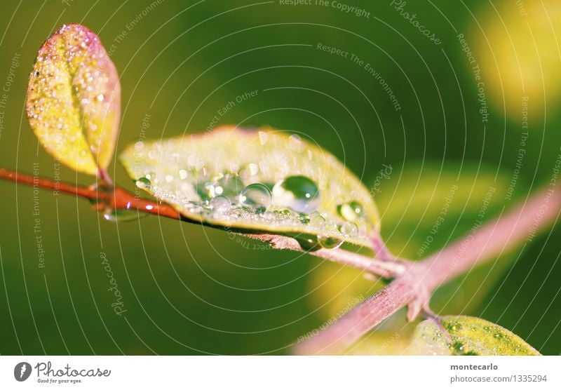 morgentau Umwelt Natur Pflanze Wasser Wassertropfen Sommer Herbst Klima Schönes Wetter Sträucher Blatt Grünpflanze Wildpflanze dünn authentisch einfach