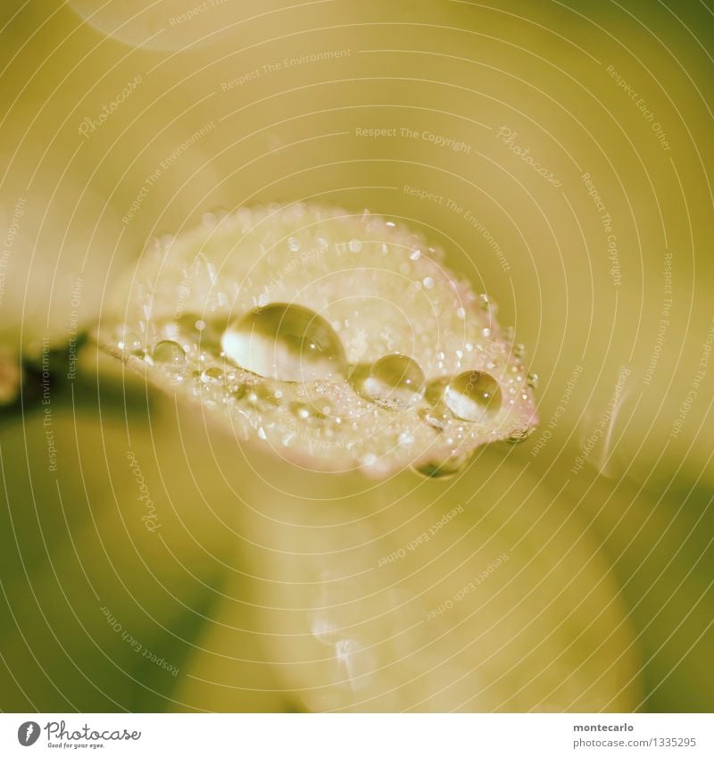 morgentau Umwelt Natur Pflanze Wasser Wassertropfen Herbst Blatt Grünpflanze Wildpflanze dünn authentisch einfach Flüssigkeit frisch glänzend klein nah nass