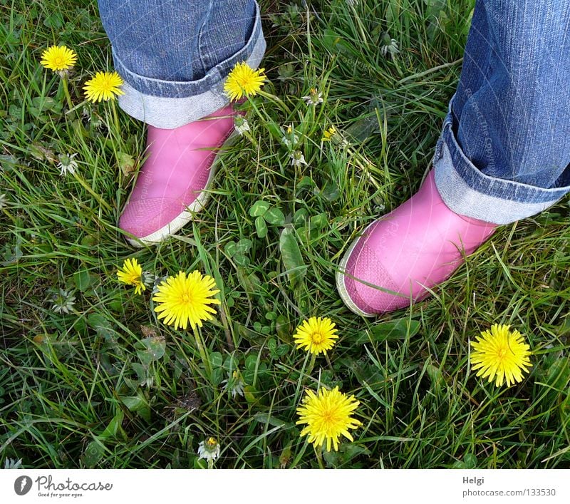 Frauenfüße in rosa Gummischuhen auf einer Wiese mit Löwenzahnblüten mehrfarbig Frühling April Mai Blumenwiese Gras Halm Blüte Blühend Blatt Stengel Klee