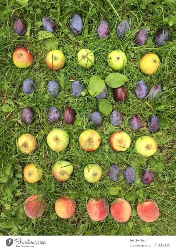 Pflaume, Plaume, Pflaume, Apfel, Pflaume..... Lebensmittel Frucht Pfirsich Ernährung Picknick Freizeit & Hobby Spielen Garten Umwelt Natur Landschaft Pflanze