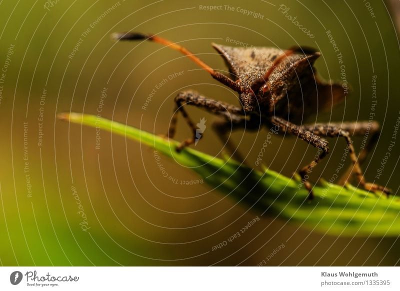 Wütender Minitaurus Umwelt Natur Tier Pflanze Blatt Park Wald Käfer Tiergesicht Lerderwanze Wanze 1 beobachten sitzen Aggression braun grün Fühler Warze