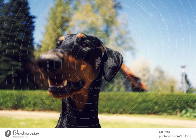 guter Riecher Dobermann Hund Wittern Körperhaltung Angeben Säugetier Sicherheit Freude Doberfrau kein Kampfhund Schmusehund Geruch die andere Zeitung lesen