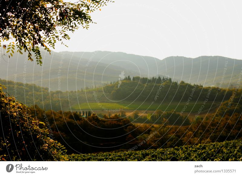 Am Morgen danach Umwelt Natur Landschaft Himmel Frühling Sommer Schönes Wetter Pflanze Baum Zypresse Wiese Feld Wald Hügel Italien Toskana grün Chianti Farbfoto