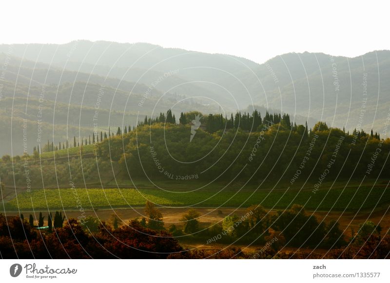 guter Morgen Umwelt Natur Landschaft Himmel Frühling Sommer Schönes Wetter Pflanze Baum Zypresse Wiese Feld Wald Hügel Italien Toskana grün Chianti Farbfoto