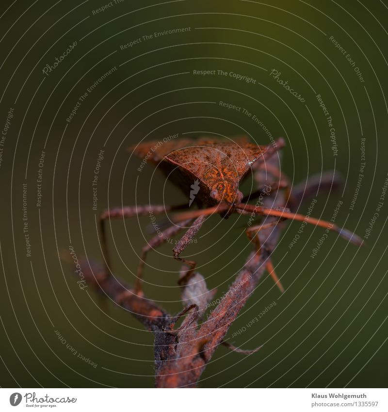 Mimicry Abenteuer Umwelt Natur Tier Sommer Herbst Brombeeren Park Wiese Wald Käfer Tiergesicht Lederwanze 1 beobachten hocken Blick exotisch stachelig braun