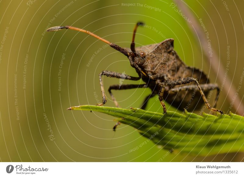 Enfin perdu Umwelt Natur Tier Sommer Herbst Pflanze Blatt Grünpflanze Wildpflanze Park Wald Käfer Lederwanze 1 beobachten sitzen bedrohlich braun grau grün