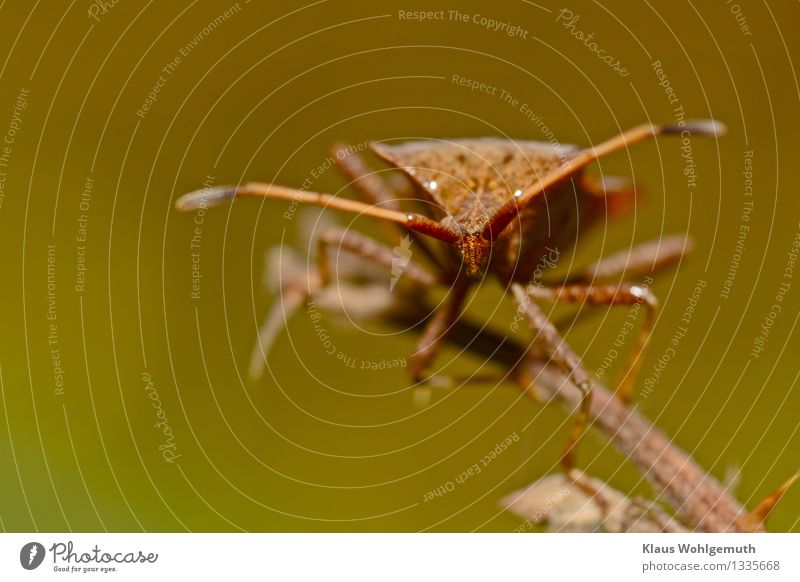 Einzelkämpfer Umwelt Natur Tier Herbst Wald Käfer Lederwanze 1 beobachten warten bedrohlich braun grün Farbfoto Außenaufnahme Nahaufnahme Detailaufnahme