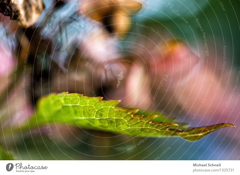 Hortensienblatt Umwelt Natur Pflanze Blatt Hortensienblätter Garten natürlich nerdig wild grün Vergänglichkeit mehrfarbig Farbfoto Außenaufnahme Nahaufnahme