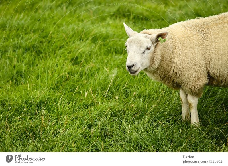 Texelschaf Lebensmittel Fleisch Milcherzeugnisse Ernährung Landwirtschaft Forstwirtschaft Umwelt Tier Gras Nutztier 1 beobachten Denken stehen warten natürlich