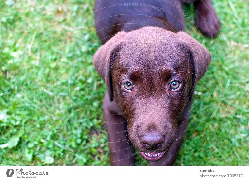 Dayna Freizeit & Hobby Jagd Kopf Tier Haustier Hund 1 Blick glänzend schön feminin braun grün Freude Zufriedenheit loyal Tierliebe achtsam Freundschaft Welpe