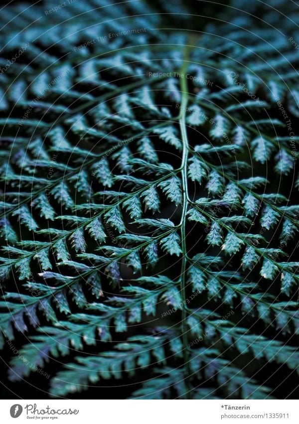 Strukturperspektive Umwelt Natur Pflanze Herbst Baum Farn Blatt Grünpflanze Wald schön grün Farbfoto Gedeckte Farben Außenaufnahme Strukturen & Formen