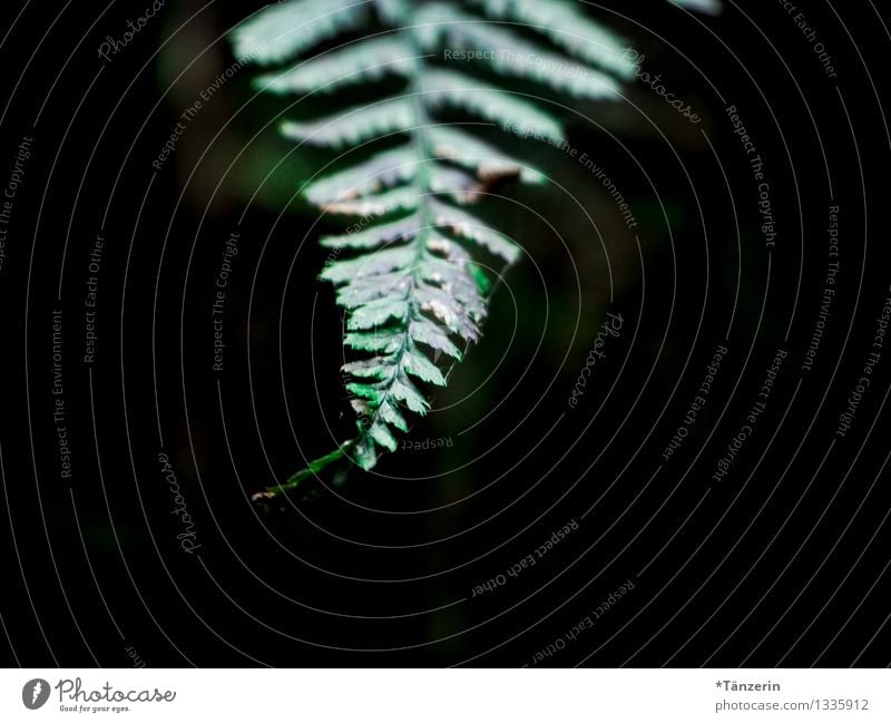 bis in die Spitze Natur Pflanze Herbst Sträucher Farn Grünpflanze Wald grün Traurigkeit Farbfoto Gedeckte Farben Außenaufnahme Menschenleer Dämmerung