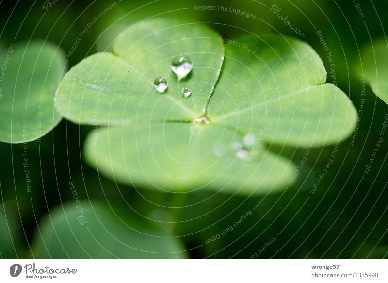 Elfentränen Pflanze Wassertropfen Sommer Blatt Klee Kleeblatt Wald Glücksbringer Glücksklee klein grün schwarz Nahaufnahme Makroaufnahme Farbfoto