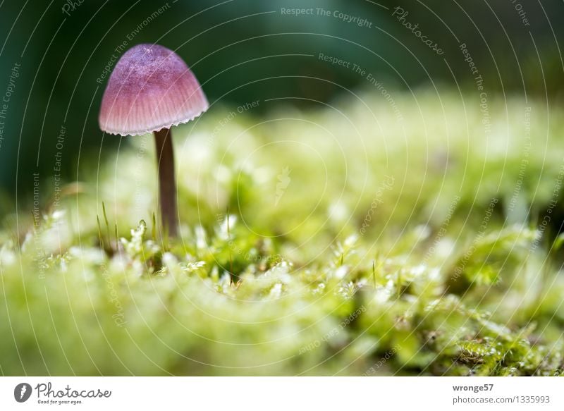 Schönling Natur Pflanze Erde Herbst Wald Glückskind klein nah natürlich mehrfarbig gelb grün violett Waldboden Moos Moosteppich Pilz winzig Farbe Makroaufnahme