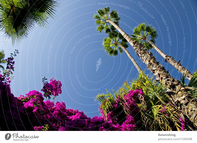 Nature Umwelt Landschaft Pflanze Luft Himmel Wolkenloser Himmel Sommer Wetter Schönes Wetter Baum Blume Blatt Blüte Palme Park Wald Urwald Blühend stehen blau