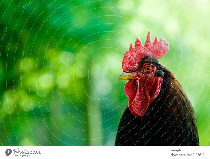 Hahn Tier Hahnenkamm Kamm Vogel Schnabel Bauernhof Haushuhn Viehhaltung Tierhaltung Freilandhaltung Krähe Hühnervögel kikeriki Feder schreien Blick Weide